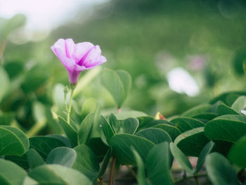 Close-up of pink flower blooming outdoors