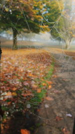Close-up of spider web against blurred background