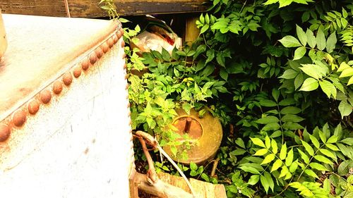 Close-up of lizard on plant