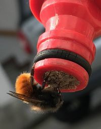 Close-up of bee on red flower