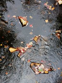 High angle view of water and leaves in lake