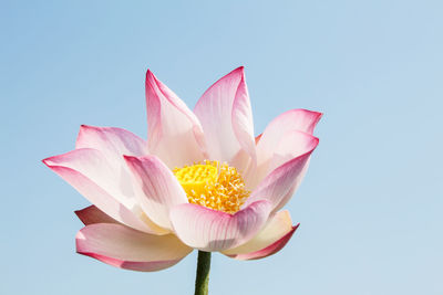 Close-up of pink lotus flower against clear sky