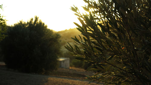 Close-up of tree against sky at sunset