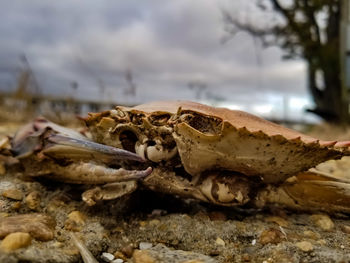 Close-up of crab