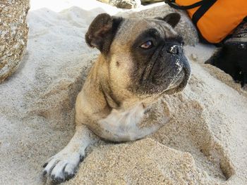 Portrait of dog sitting on sand