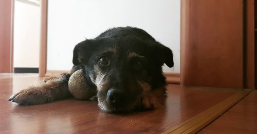 Portrait of dog resting on floor at home