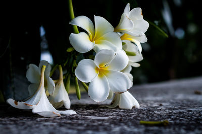 Close-up of white flowers blooming outdoors