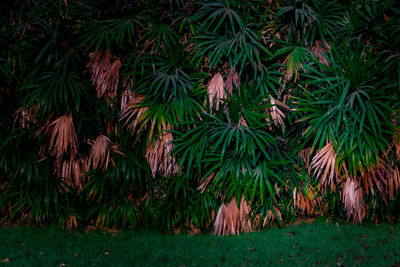 Close-up of plants growing on field