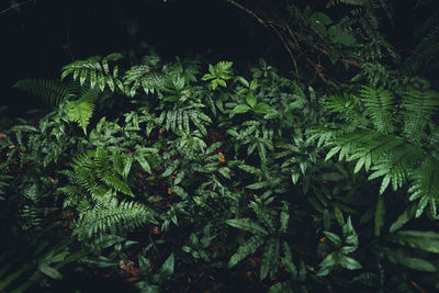 Close-up of fern leaves