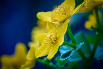 Close-up of yellow flowering plant