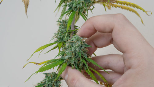 Close-up of hand holding marijuana