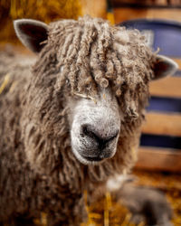 Leicester longwool ewe sheep with wool covering eyes