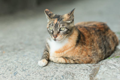 Close-up portrait of a cat