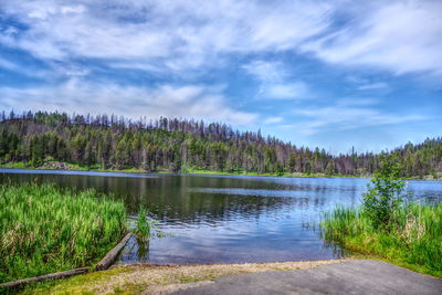 Scenic view of swan lake in forest against sky