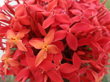 Full frame shot of red flowers