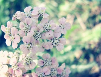 Close-up of flowers