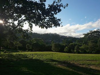 Scenic view of green landscape