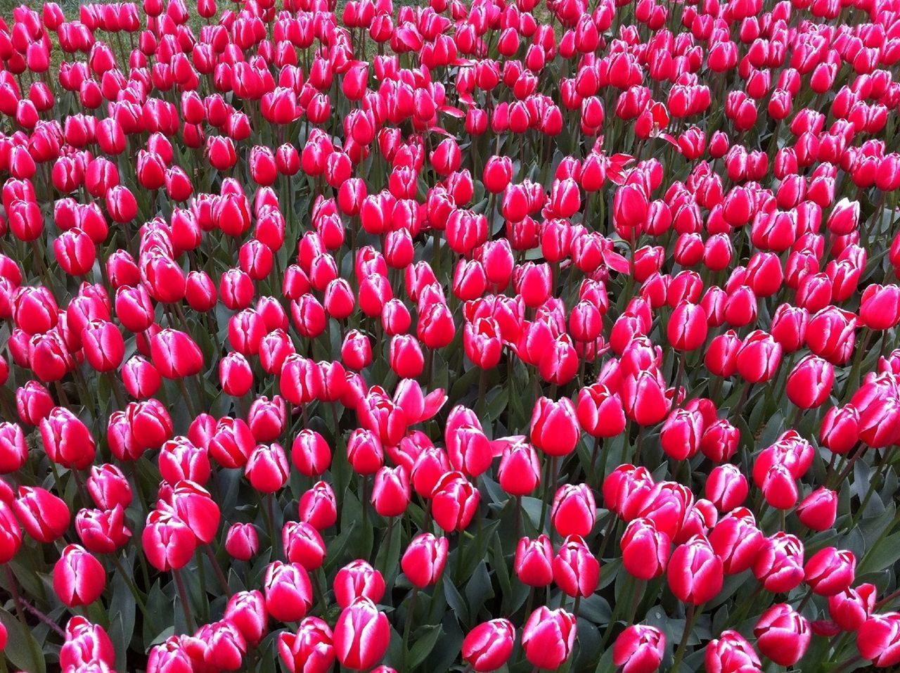 full frame, backgrounds, flower, abundance, red, pink color, freshness, tulip, large group of objects, fragility, multi colored, petal, beauty in nature, variation, no people, nature, outdoors, high angle view, repetition, pink