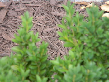 Close-up of leaves on field