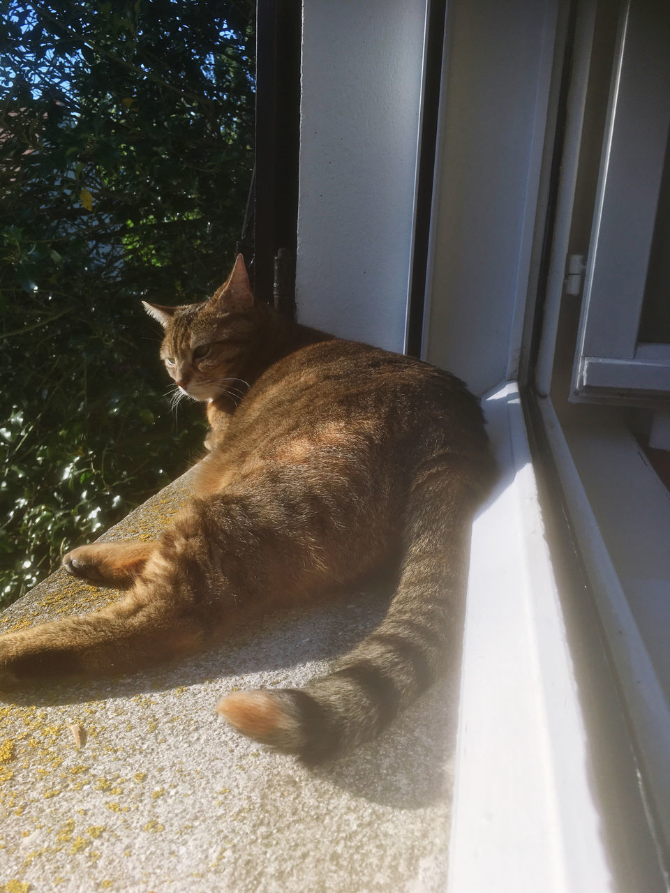 HIGH ANGLE VIEW OF CAT SLEEPING IN WINDOW