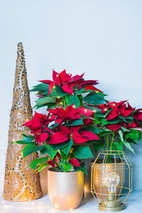 Close-up of potted plant against wall