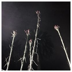 Close-up of flowers at night