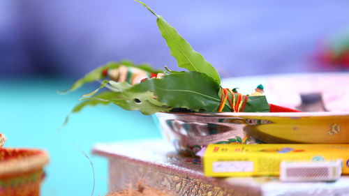 Close-up of potted plant on table