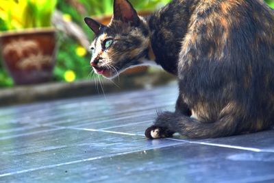 Close-up of wet cat