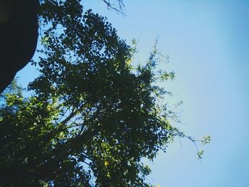 Low angle view of trees against blue sky