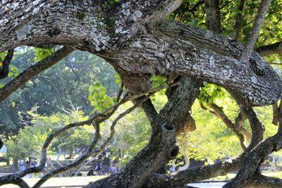 Trees in forest