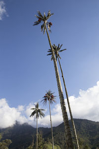 Low angle view of palm trees against sky