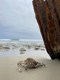 View of crab on beach against sky
