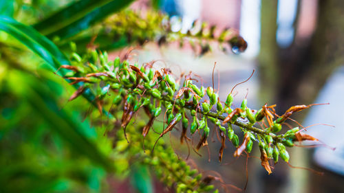 Close-up of fresh green plant