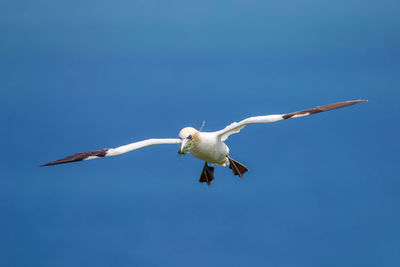 Low angle view of seagull flying