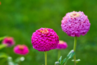 Zinnia flower background