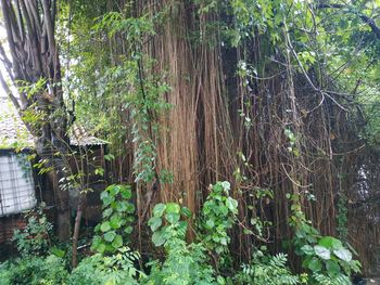 View of bamboo trees in forest