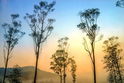 Low angle view of silhouette trees against sky