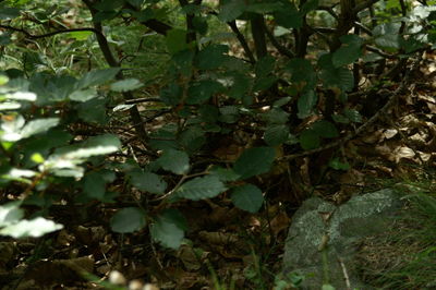 Full frame shot of plants growing on field