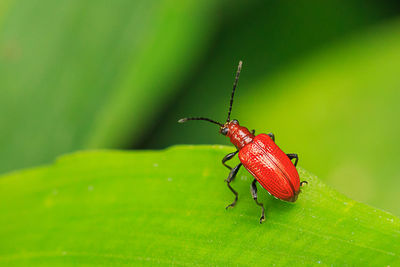 Close-up of red bug on leaf