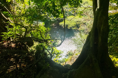 Scenic view of lake in forest