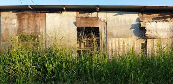 Plants growing on old building