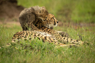 Cub climbs on cheetah lying on grass