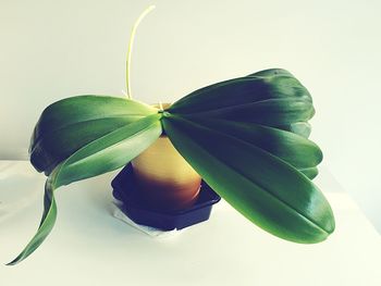 Close-up of leaf over white background