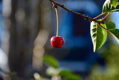 Close-up of red cherry growing on tree