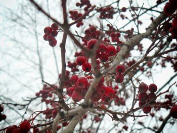 Low angle view of red berries on tree