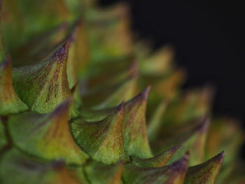 Close-up of leaves during autumn