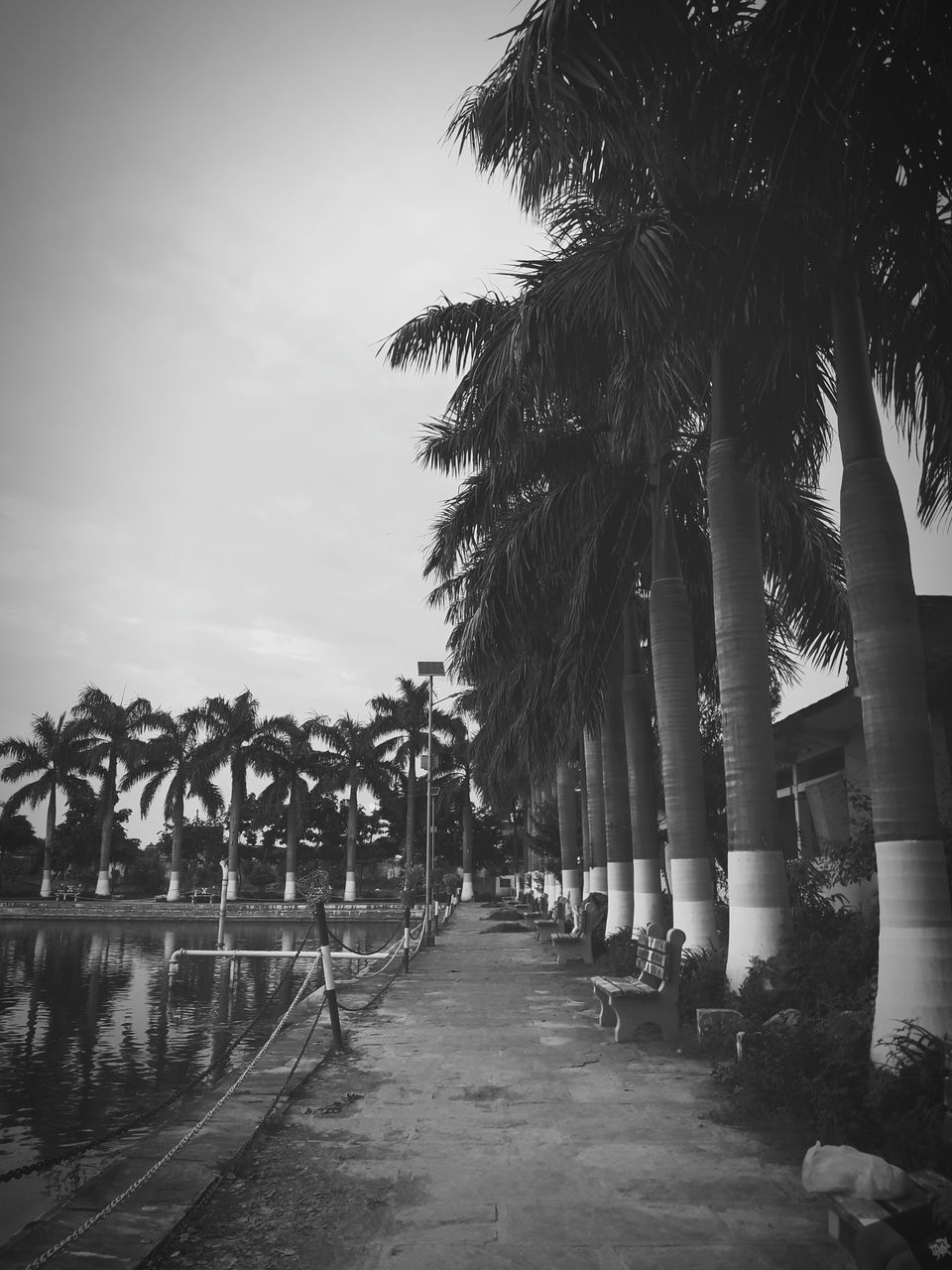 VIEW OF PALM TREES ON FOOTPATH