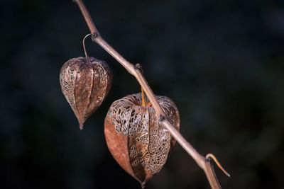 Close-up of plant hanging from tree