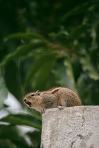 Close-up of squirrel on tree