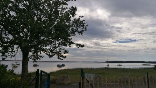 View of lone tree in calm lake against cloudy sky